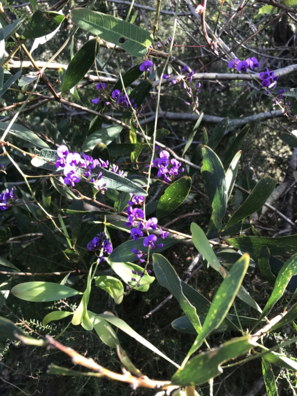 Hardenbergia violacea at Fingal Bay, NSW - 9 Jul 2022