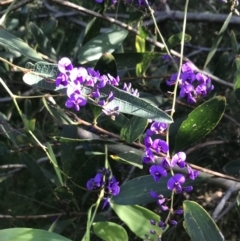 Hardenbergia violacea at Fingal Bay, NSW - 9 Jul 2022 02:33 PM