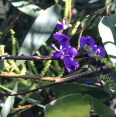 Hardenbergia violacea at Fingal Bay, NSW - 9 Jul 2022 02:33 PM