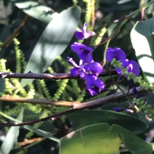 Hardenbergia violacea at Fingal Bay, NSW - 9 Jul 2022 02:33 PM