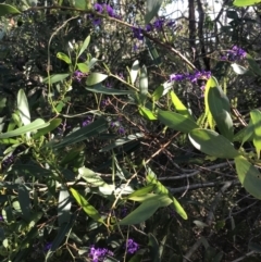 Hardenbergia violacea at Fingal Bay, NSW - 9 Jul 2022 02:33 PM