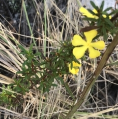 Hibbertia linearis at Tomaree National Park - 9 Jul 2022 by Tapirlord
