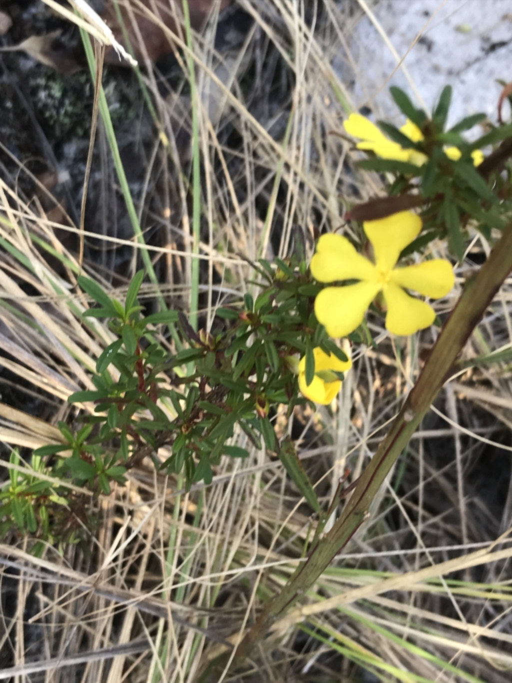 Hibbertia linearis at Fingal Bay, NSW - 9 Jul 2022