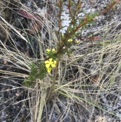 Hibbertia linearis at Fingal Bay, NSW - 9 Jul 2022