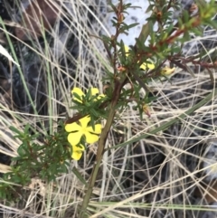 Hibbertia linearis at Fingal Bay, NSW - 9 Jul 2022 02:31 PM