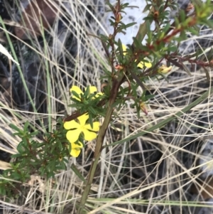 Hibbertia linearis at Fingal Bay, NSW - 9 Jul 2022