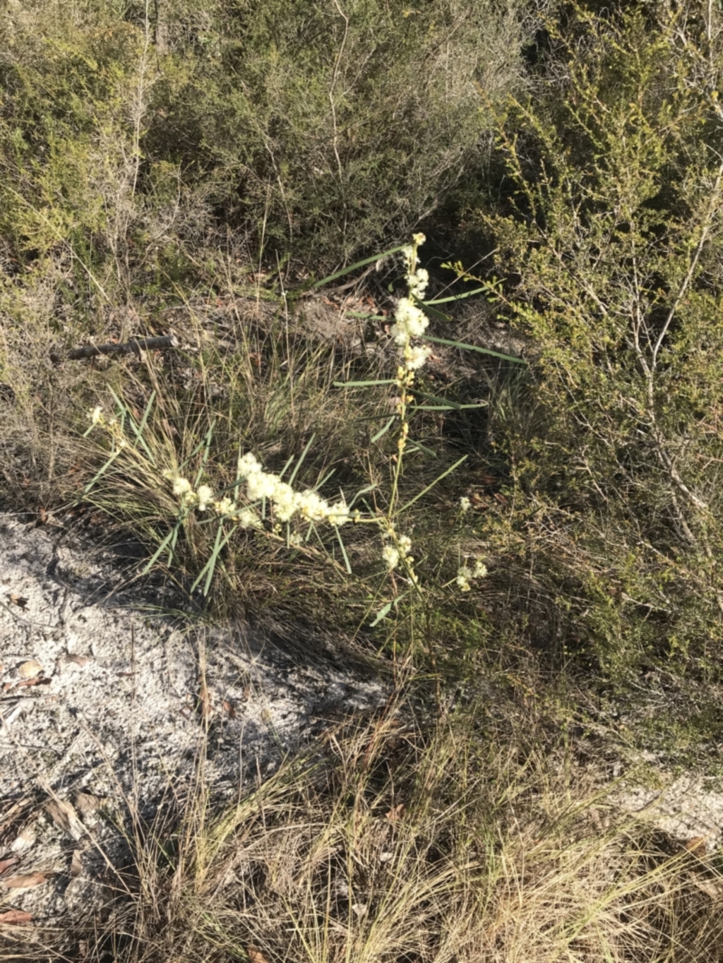 Acacia suaveolens at Fingal Bay, NSW - 9 Jul 2022