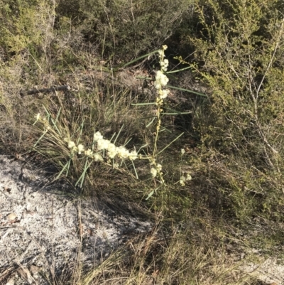 Acacia suaveolens (Sweet Wattle) at Fingal Bay, NSW - 9 Jul 2022 by Tapirlord