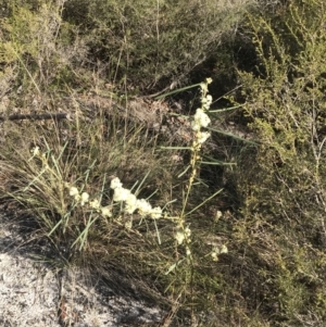 Acacia suaveolens at Fingal Bay, NSW - 9 Jul 2022