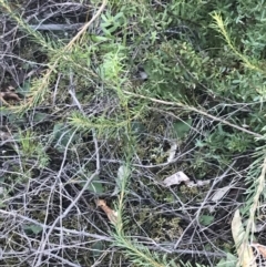Pyrorchis nigricans at Fingal Bay, NSW - suppressed
