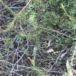 Pyrorchis nigricans at Fingal Bay, NSW - suppressed