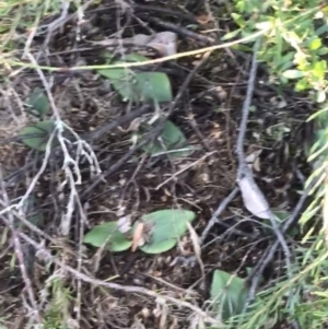 Pyrorchis nigricans at Fingal Bay, NSW - suppressed