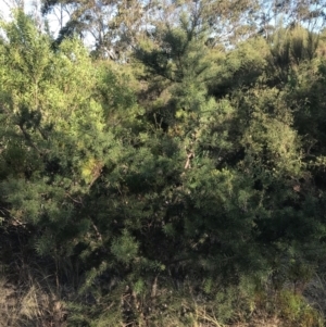 Hakea sericea at Fingal Bay, NSW - 9 Jul 2022