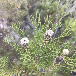 Petrophile pulchella at Fingal Bay, NSW - 9 Jul 2022