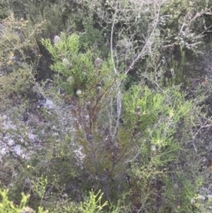Petrophile pulchella at Fingal Bay, NSW - suppressed