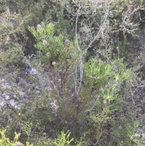 Petrophile pulchella at Fingal Bay, NSW - suppressed