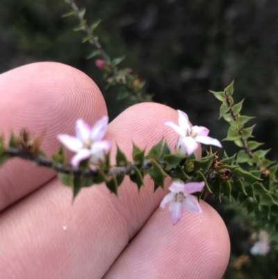 Epacris pulchella (Wallum Heath) at Tomaree National Park - 9 Jul 2022 by Tapirlord