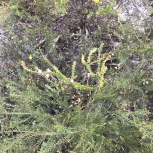 Epacris pulchella at Fingal Bay, NSW - 9 Jul 2022