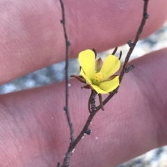 Hibbertia fasciculata (Bundled Guinea-flower) at Fingal Bay, NSW - 9 Jul 2022 by Tapirlord