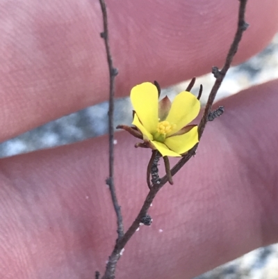 Hibbertia fasciculata (Bundled Guinea-flower) at Tomaree National Park - 9 Jul 2022 by Tapirlord