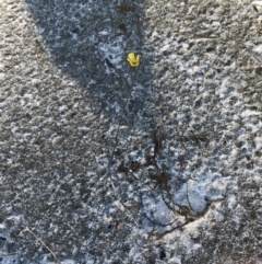 Hibbertia fasciculata at Fingal Bay, NSW - 9 Jul 2022