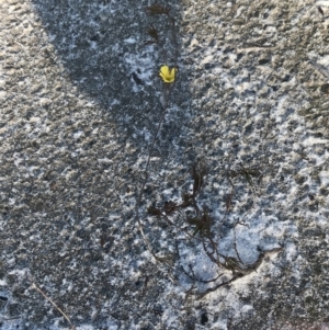 Hibbertia fasciculata at Fingal Bay, NSW - 9 Jul 2022 02:22 PM
