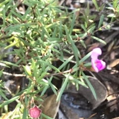 Mirbelia rubiifolia (Heathy Mirbelia) at Fingal Bay, NSW - 9 Jul 2022 by Tapirlord