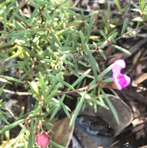 Mirbelia rubiifolia at Tomaree National Park - 9 Jul 2022