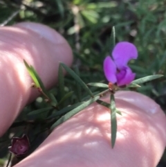 Mirbelia rubiifolia at Tomaree National Park - 9 Jul 2022 02:14 PM