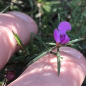 Mirbelia rubiifolia at Tomaree National Park - 9 Jul 2022 02:14 PM