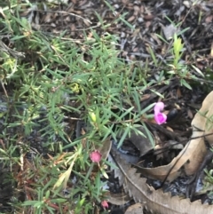 Mirbelia rubiifolia at Tomaree National Park - 9 Jul 2022