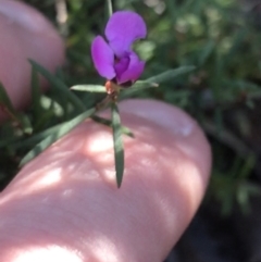 Mirbelia rubiifolia at Tomaree National Park - 9 Jul 2022