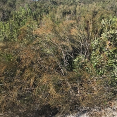 Allocasuarina distyla (Shrubby Sheoak) at Fingal Bay, NSW - 9 Jul 2022 by Tapirlord