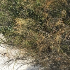 Allocasuarina distyla at Fingal Bay, NSW - 9 Jul 2022 02:11 PM