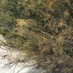 Allocasuarina distyla at Fingal Bay, NSW - 9 Jul 2022