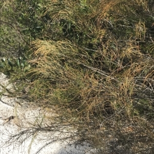 Allocasuarina distyla at Fingal Bay, NSW - 9 Jul 2022 02:11 PM