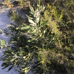 Banksia serrata (Saw Banksia) at Fingal Bay, NSW - 9 Jul 2022 by Tapirlord
