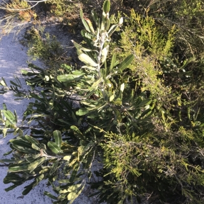 Banksia serrata (Saw Banksia) at Fingal Bay, NSW - 9 Jul 2022 by Tapirlord