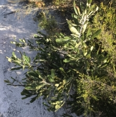 Banksia serrata at Fingal Bay, NSW - 9 Jul 2022