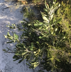 Banksia serrata at Fingal Bay, NSW - 9 Jul 2022 02:11 PM