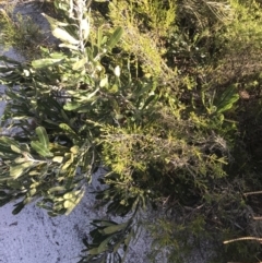 Banksia serrata at Fingal Bay, NSW - 9 Jul 2022 02:11 PM