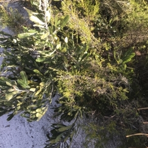 Banksia serrata at Fingal Bay, NSW - 9 Jul 2022 02:11 PM