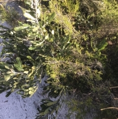 Banksia serrata at Fingal Bay, NSW - 9 Jul 2022