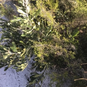 Banksia serrata at Fingal Bay, NSW - 9 Jul 2022