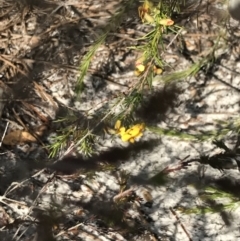Dillwynia retorta (Heathy Parrot-Pea) at Fingal Bay, NSW - 9 Jul 2022 by Tapirlord
