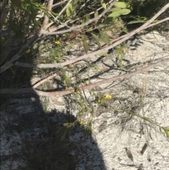 Dillwynia retorta at Fingal Bay, NSW - 9 Jul 2022