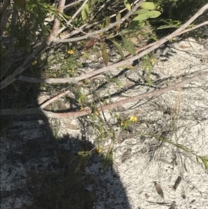Dillwynia retorta at Fingal Bay, NSW - 9 Jul 2022 02:10 PM