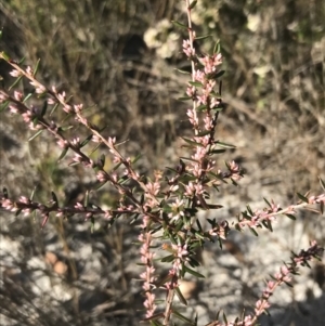 Styphelia ericoides at Fingal Bay, NSW - 9 Jul 2022