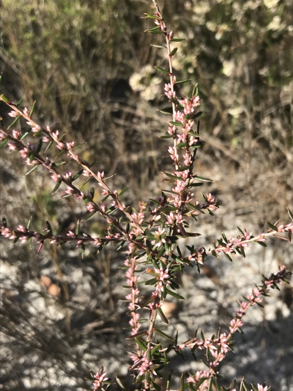Leucopogon ericoides at Fingal Bay, NSW - 9 Jul 2022