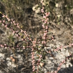 Leucopogon ericoides (Pink Beard-Heath) at Fingal Bay, NSW - 9 Jul 2022 by Tapirlord